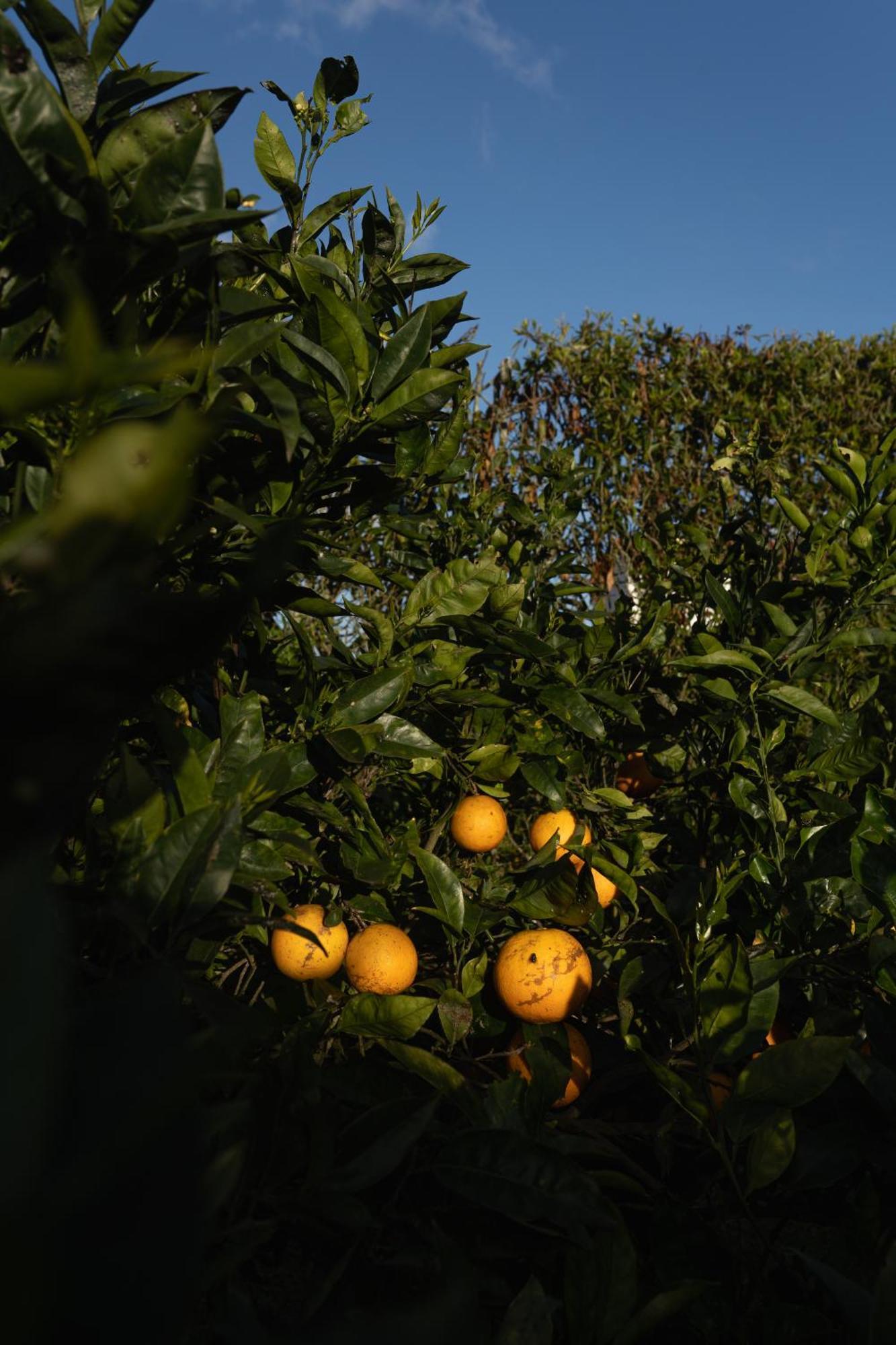 蓬塔德尔加达Quinta Do Ferreiro别墅 外观 照片